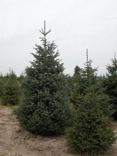 Engelmann Spruce